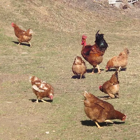 Farm stay Meiro Di Choco *