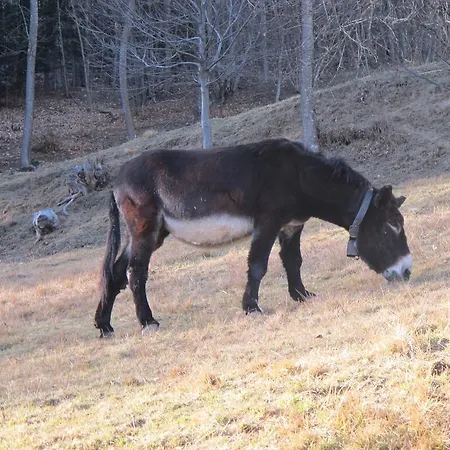팜스테이 Meiro Di Choco *