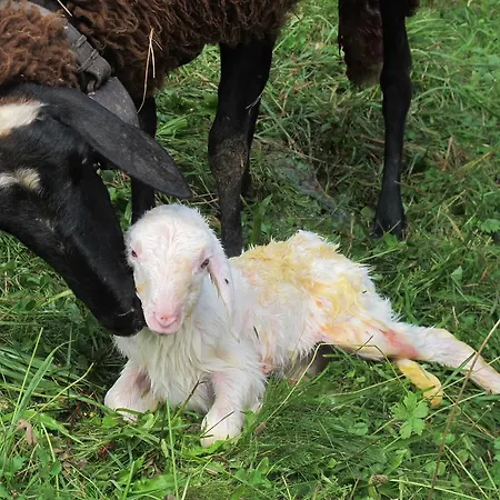 Farm stay Meiro Di Choco Pradleves