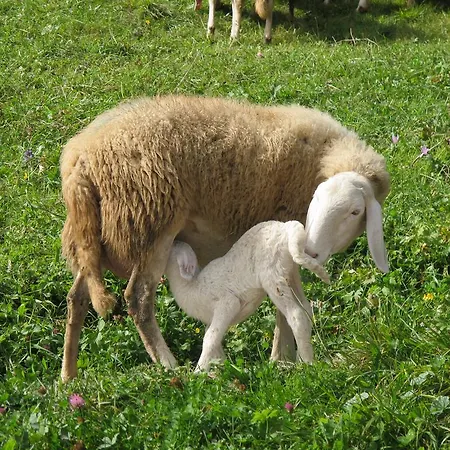 Farm stay Meiro Di Choco *